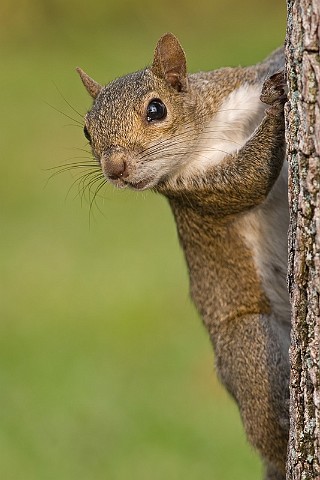 Grauhrnchen Eastern Gray Squirrel Sciurus carolinensis